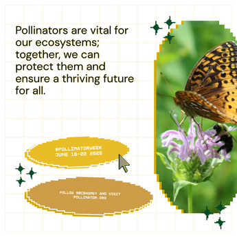 This Year, Pollinator Week Matters More Than Ever
