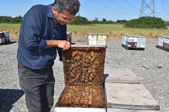 Peace Arch News: South Surrey beekeeper’s final attempt to save pollinators with sustainable honey production