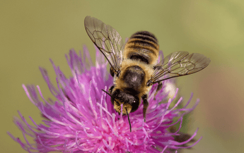Why Your "Weeds" Are a Bee's Best Friend: A Wildflower Celebration for World Bee Day
