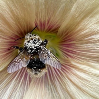 Raw Honey for Seasonal Allergies: Nature's Ancient Remedy This Spring